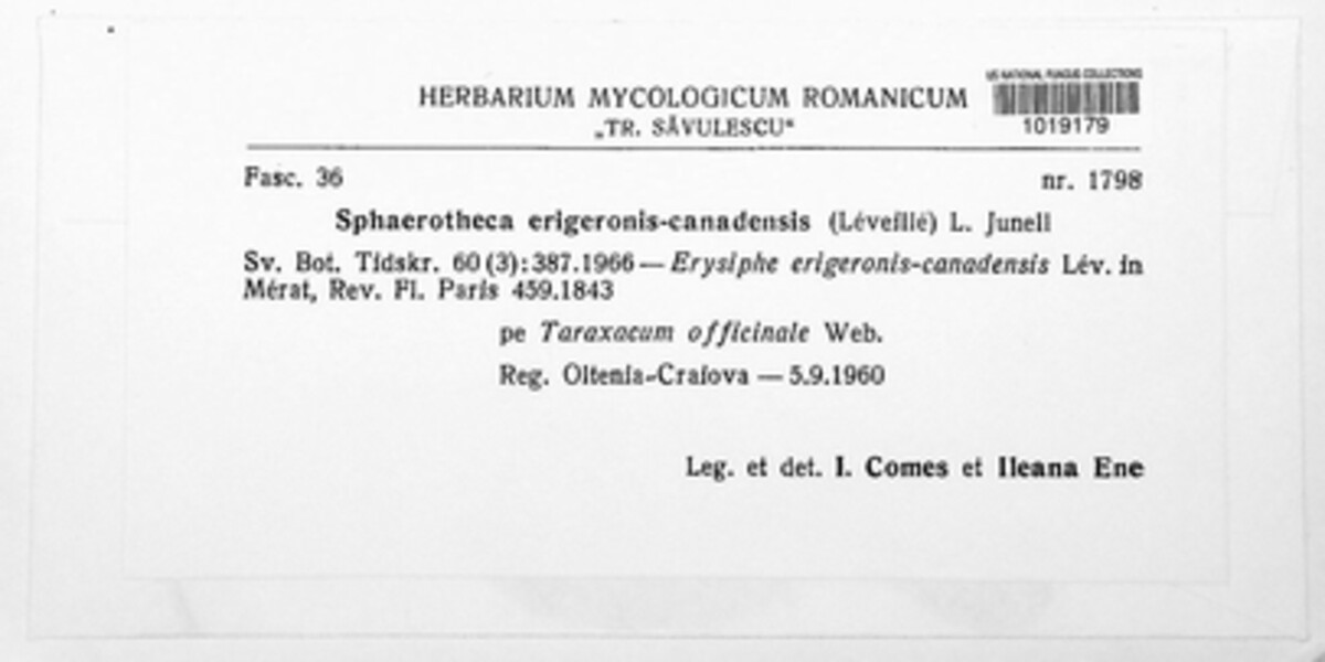 Sphaerotheca erigerontis image